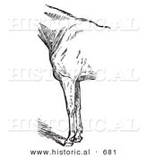 Historical Vector Illustration of Horse Anatomy Featuring Bad Conformation of Fore Quarters - Black and White Version by Al