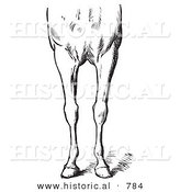 Historical Vector Illustration of Horse Anatomy Featuring Bad Conformations of the Fore Quarters 2 - Black and White Version by Al