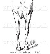 Historical Vector Illustration of Horse Anatomy Featuring Bad Conformations of the Fore Quarters 3 - Black and White Version by Al