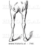 Historical Vector Illustration of Horse Anatomy Featuring Bad Conformations of the Fore Quarters 4 - Black and White Version by Al