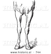 Historical Vector Illustration of Horse Anatomy Featuring Bad Conformations of the Fore Quarters 5 - Black and White Version by Al