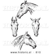 Historical Vector Illustration of Horse Anatomy Featuring Bad Heads - Black and White Version by Al