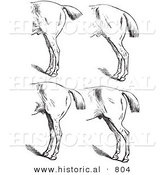 Historical Vector Illustration of Horse Anatomy Featuring Bad Hind Quarters 5 - Black and White Version by Al
