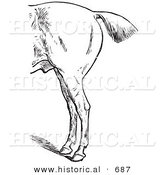 Historical Vector Illustration of Horse Anatomy Featuring Bad Hind Quarters from the Left Side - Black and White Version by Al