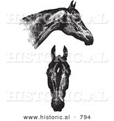 Historical Vector Illustration of Horse Anatomy Featuring Good Heads - Black and White Version by Al