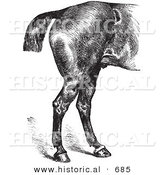 Historical Vector Illustration of Horse Anatomy Featuring Good Hind Quarters - Black and White Version by Al