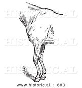 Historical Vector Illustration of Horse Anatomy Featuring the Bad Conformation of Fore Quarters from the Side - Black and White Version by Al