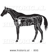 Historical Vector Illustration of Horse Anatomy Featuring the Circulatory System - Black and White Version by Al
