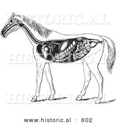 Historical Vector Illustration of Horse Anatomy Featuring the Digestive System - Black and White Version by Al