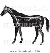 Historical Vector Illustration of Horse Anatomy Featuring the Nervous System - Black and White Version by Al