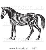 Historical Vector Illustration of Horse Anatomy Featuring the Skeleton - Black and White Version by Al