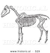 Historical Vector Illustration of Horse Anatomy Featuring the Skeleton from Side Without Flesh - Black and White Version by Al