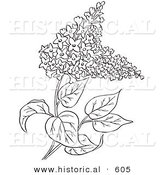 Historical Vector Illustration of Lilac Flowers - Outlined Version by Al
