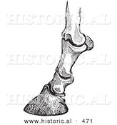 Historical Vector Illustration of the Engraved Horse Bones and Articulations of the Foot Hoof from Side View - Black and White Version by Al