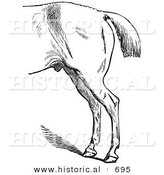 Historical Vector of a Horse's Anatomy with Bad Hind Quarters - Black and White Version by Al