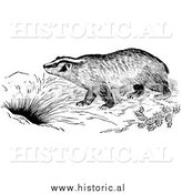 March 15th, 2014: Illustration of a Badger by a Den - Black and White by Al