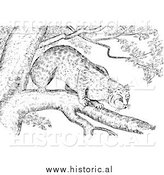 March 13th, 2014: Illustration of a Bobcat Stalking from a Tree Branch - Black and White by Al
