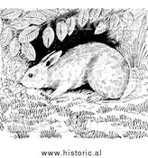 March 13th, 2014: Illustration of a Cottontail Rabbit Sniffing Around Under a Shrub - Black and White by Al