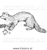 March 25th, 2014: Illustration of a Marten - Black and White by Al