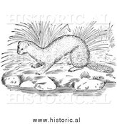 March 18th, 2014: Illustration of a Mink Beside Water and River Rocks - Black and White by Al