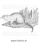 March 20th, 2014: Illustration of a Muskrat on a Shore - Black and White by Al