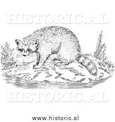 March 15th, 2014: Illustration of a Raccoon Beside Water - Black and White by Al