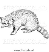 March 15th, 2014: Illustration of a Raccoon - Black and White by Al