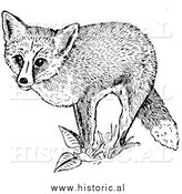 March 20th, 2014: Illustration of a Red Fox Posing on Plants - Black and White by Al