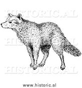 March 18th, 2014: Illustration of a Sniffing Wolf - Black and White by Al