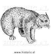March 13th, 2014: Illustration of a Still Bobcat Staring - Black and White by Al