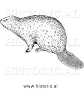 March 25th, 2014: Illustration of a Wild Beaver - Black and White by Al