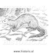 March 25th, 2014: Illustration of a Wild Fisher in the Woods - Black and White by Al