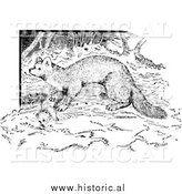 March 23rd, 2014: Illustration of a Wild Marten - Black and White by Al