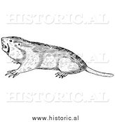 March 6th, 2014: Illustration of a Wild Pocket Gopher - Black and White by Al