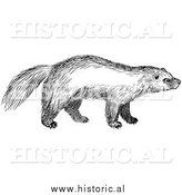 March 23rd, 2014: Illustration of a Wild Wolverine - Black and White by Al