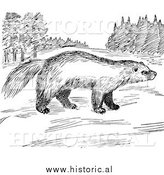 March 6th, 2014: Illustration of a Wolverine Looking Around Meadow - Black and White by Al