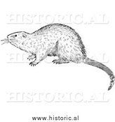 March 20th, 2014: Illustration of an Alerted Muskrat - Black and White by Al