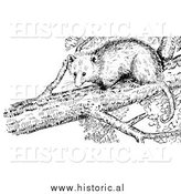 March 15th, 2014: Illustration of an Opossum in a Tree - Black and White by Al