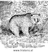 March 18th, 2014: Illustration of Trees Behind Grizzly Bear - Black and White by Al