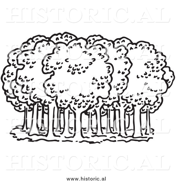 Clipart of Deciduous Trees in a Forest