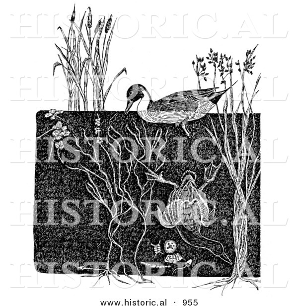 Historical Illustration of a Dabbler and Diving Ducks - Black and White Grayscale Version