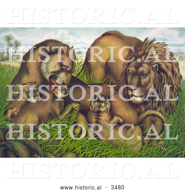Historical Illustration of a Family of Lions in Grass with Babies