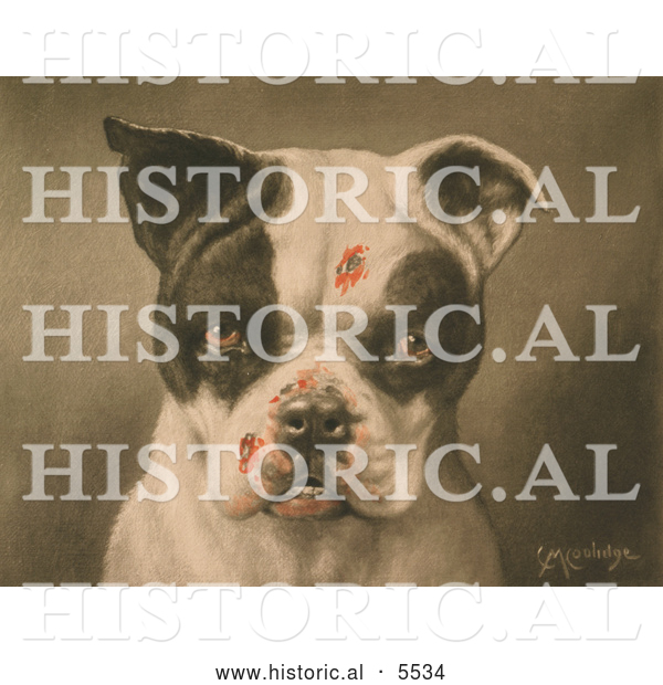 Historical Illustration of a Tough Dog with Bloody Scratches