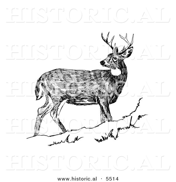 Historical Illustration of a White-tailed Deer Looking Back While Standing Still on a Hill - Black and White Version