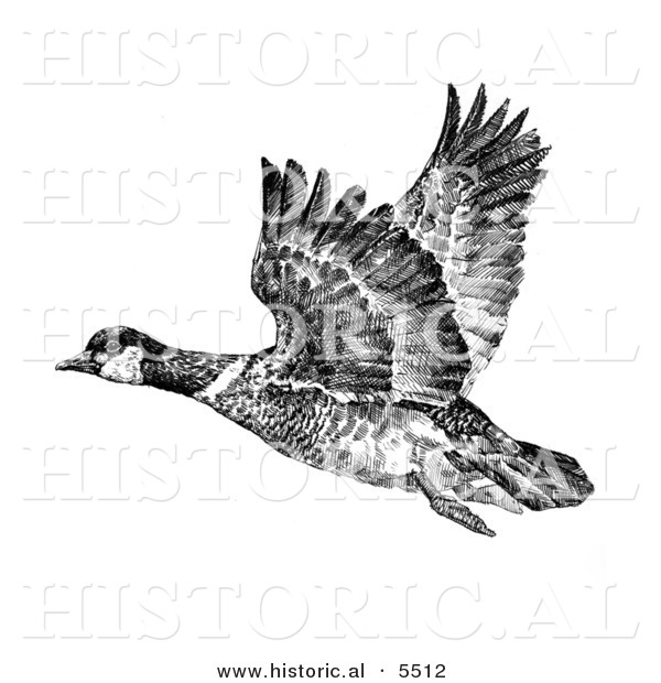 Historical Illustration of Aleutian Canada Geese Flying (Branta Canadensis Leucognaphalus) - Black and White Version