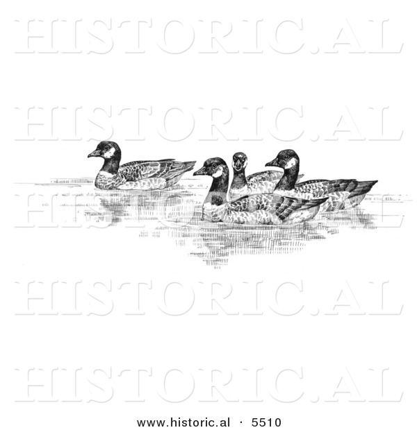 Historical Illustration of Aleutian Canada Geese Swimming (Branta Canadensis Leucognaphalus) - Black and White Version