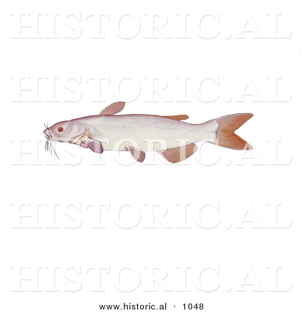 Historical Illustration of an Albino Channel Catfish (Ictalurus Punctatus)