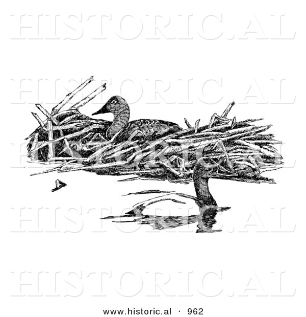 Historical Illustration of Canvasback Ducks - Black and White Version