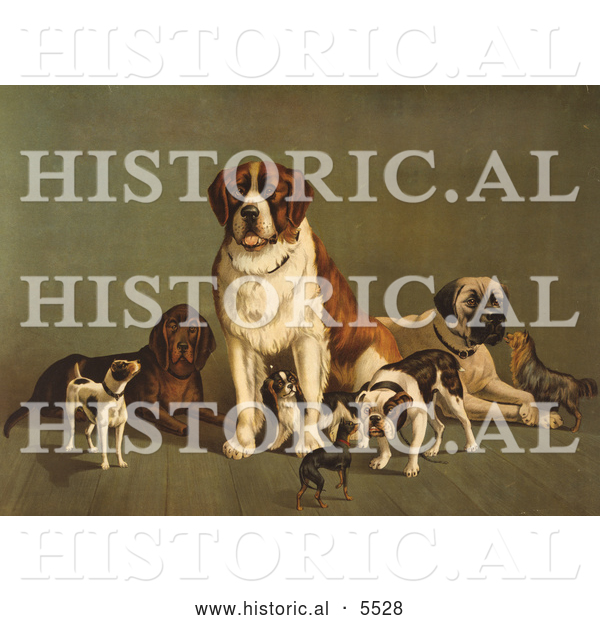 Historical Illustration of Dogs; St Bernard, Hound, Mastiff, Bulldog, Jack Russell Terrier, a King Charles Spaniel and Two Other Little Dogs at the New England Kennel Club's Dog Show