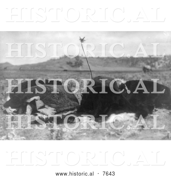 Historical Photo of Atsina Fly Dance 1908 - Black and White